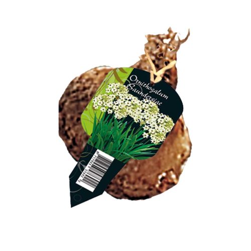 Ornithogalum Saundersiae