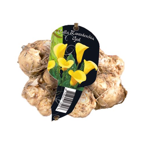 Calla Zantedeschia Yellow