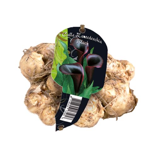Calla Zantedeschia Black
