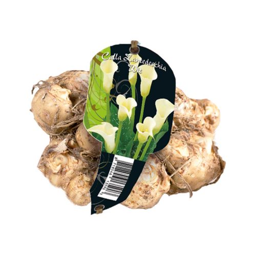 Calla Zantedeschia White