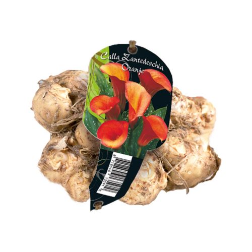 Calla Zantedeschia Orange