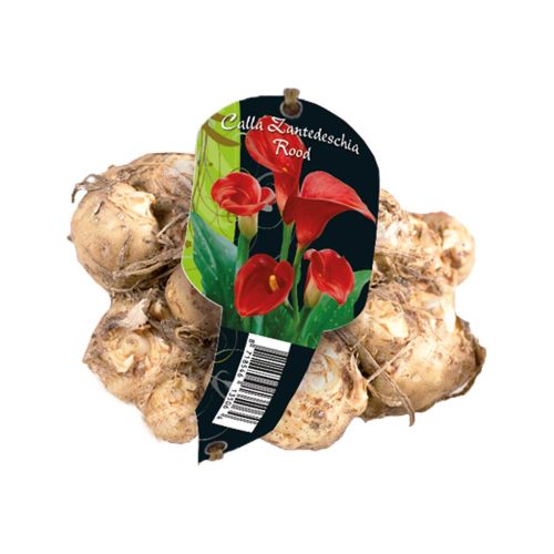 Calla Zantedeschia Red