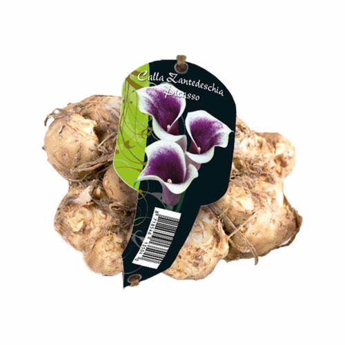 Calla Zantedeschia 'Picasso'