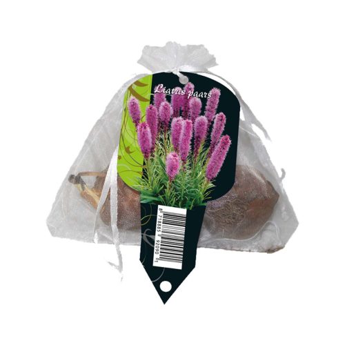 Liatris Spicata Purple