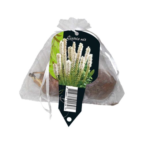 Liatris Floristan White