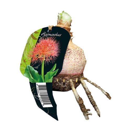 Haemanthus Multiflorus (African Blood Lily)