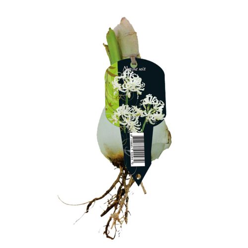 Nerine Bowdenii 'White'