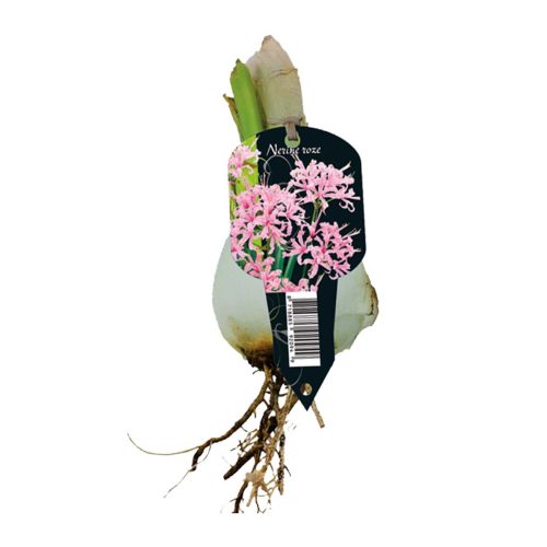 Nerine Bowdenii 'Pink'