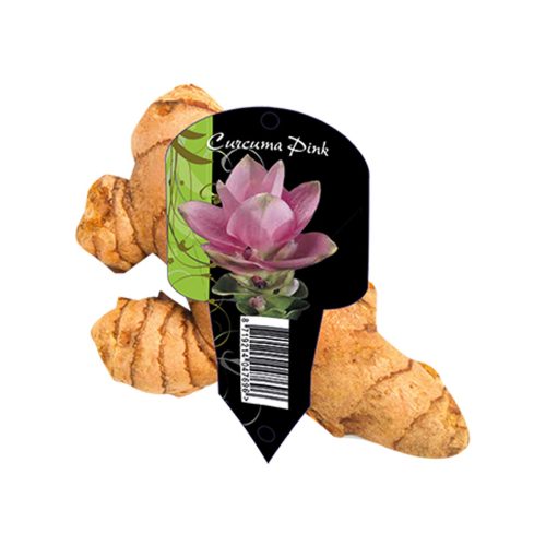 Curcuma Pink