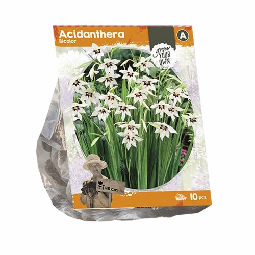 Acidenthera Bicolor — pack of 10