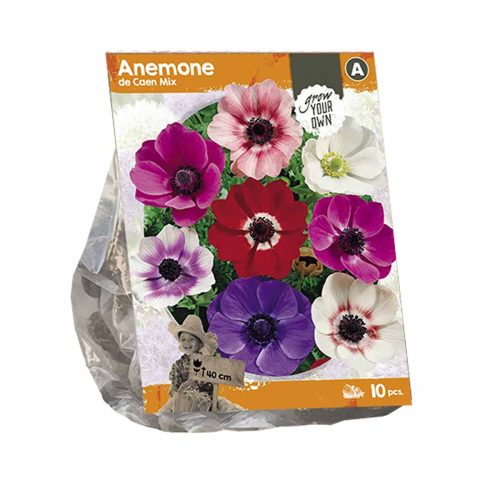Anemone 'The Caen Mix' — pack of 10
