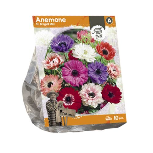 Anemone 'St. Brigid Mix' — pack of 10