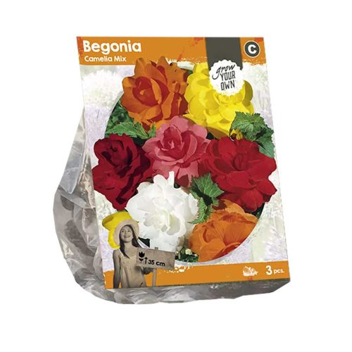 Begonia 'Camelia Mix' — pack of 3