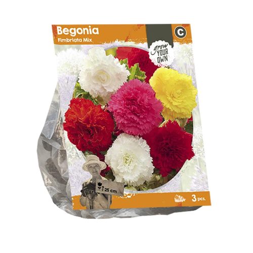 Begoina 'Fimbriata Mix' — pack of 3