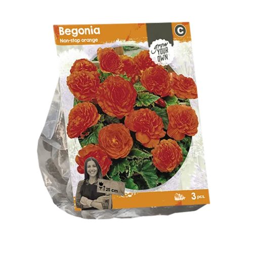 Begonia 'Non-stop Orange' — pack of 3