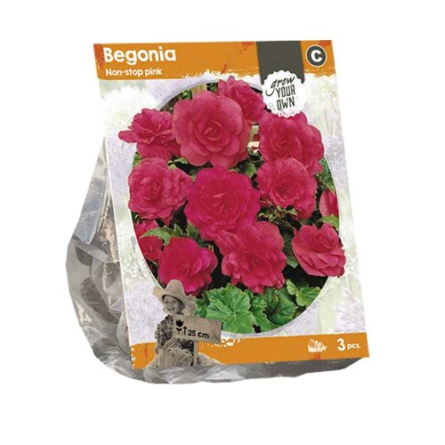 Begonia 'Non-stop Pink' — pack of 3