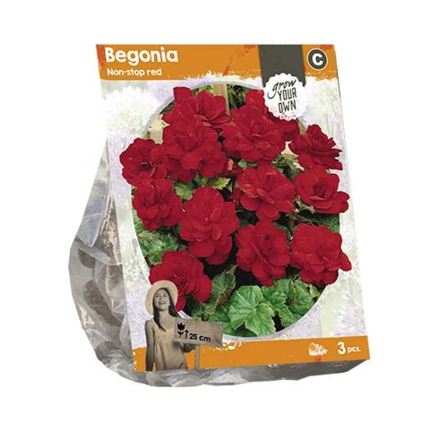 Begonia 'Non-stop Red' — pack of 3