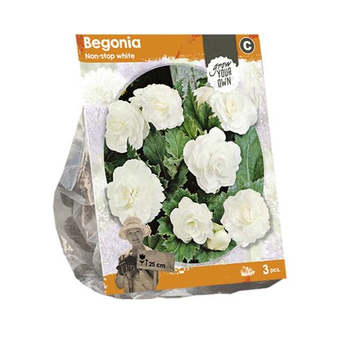 Begonia 'Non-stop White' — pack of 3