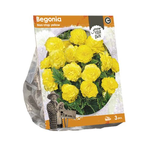 Begonia 'Non-stop Yellow' — pack of 3