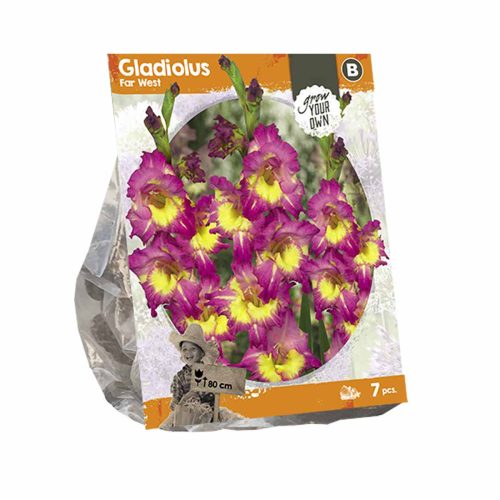 Gladiolus 'Far West' — pack of 7