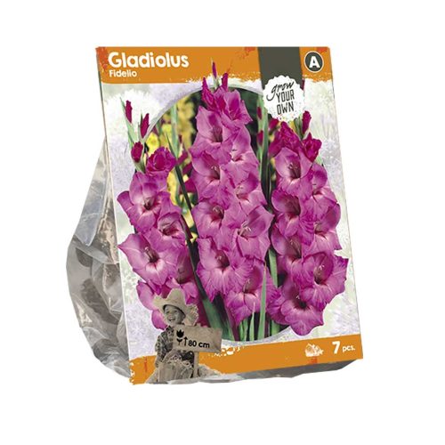 Gladiolus 'Fidelio' — pack of 7