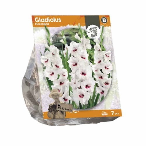 Gladiolus 'Fiorentina' — pack of 7