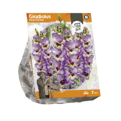 Gladiolus 'Funny Fiction' — pack of 7