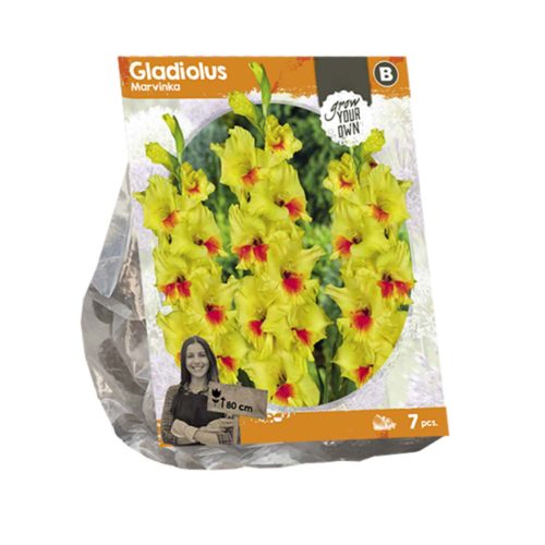 Gladiolus 'Marvinka' — pack of 7