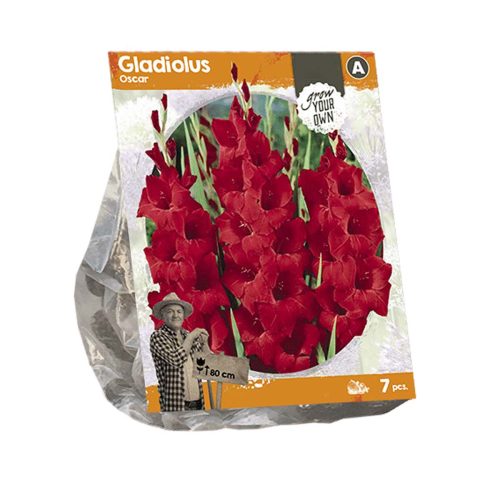 Gladiolus 'Oscar' — pack of 7