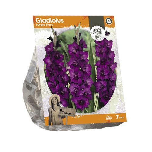 Gladiolus 'Purple Flora' — pack of 7