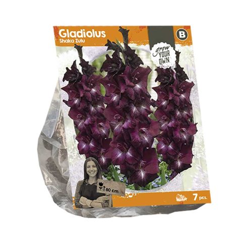 Gladiolus 'Shaka Zulu' — pack of 7