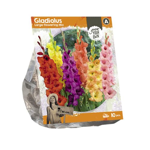 Gladiolus Large-flowering Mix — pack of 10
