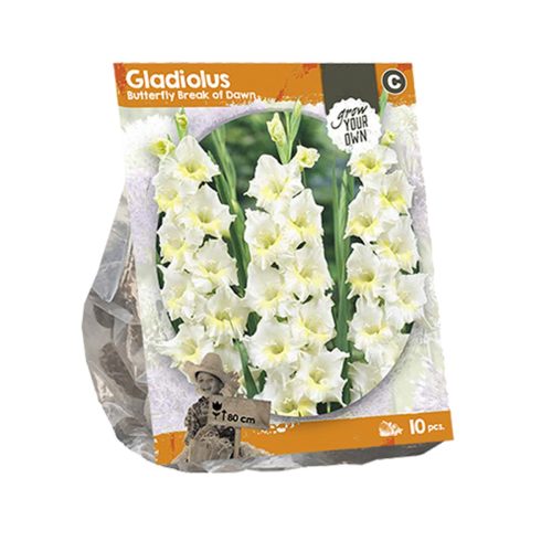 Gladiolus 'Butterly Break of Dawn' — pack of 10