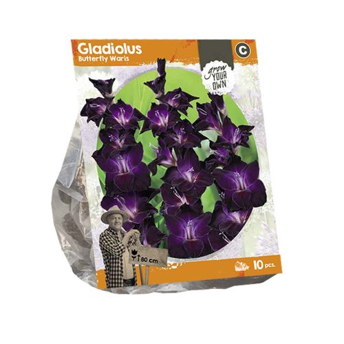 Gladiolus 'Butterfly Waris' — pack of 10