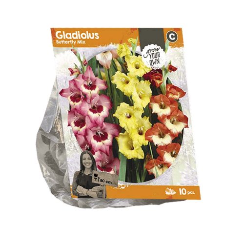 Gladiolus 'Butterfly Mix' — pack of 10