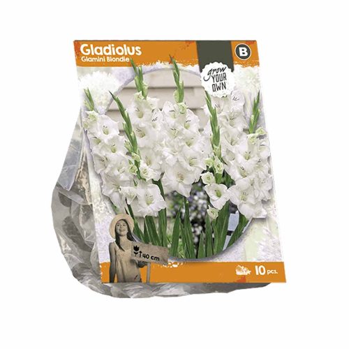 Gladiolus Glamini 'Blondie' — pack of 10