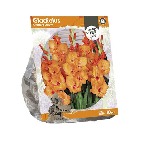 Gladiolus Glamini 'Jenny' — pack of 10