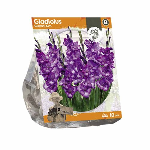 Gladiolus Glamini 'Kim' — pack of 10