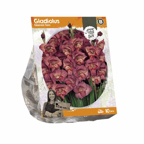 Gladiolus Glamini 'Tom' — pack of 10