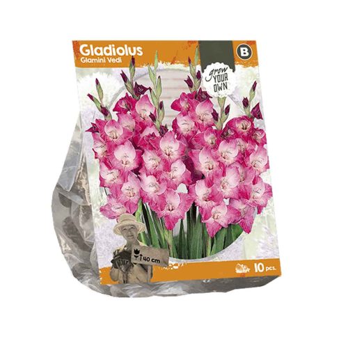 Gladiolus Glamini 'Vedi' — pack of 10