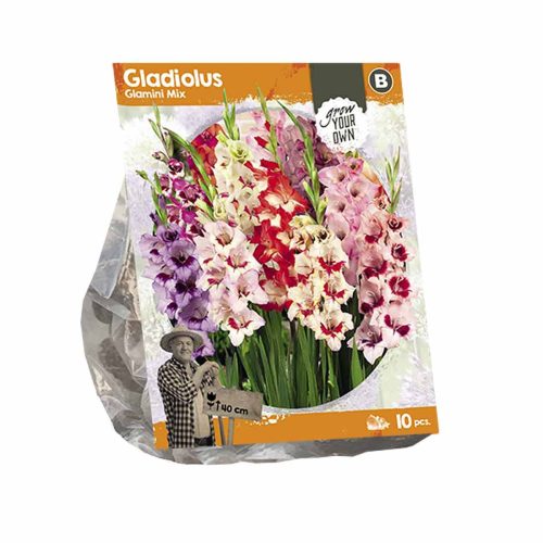 Gladiolus Glamini Mix — pack of 10