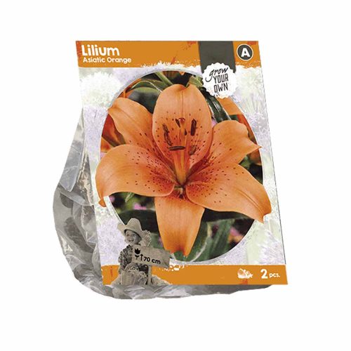 Lilium Asiatic Orange — pack of 2