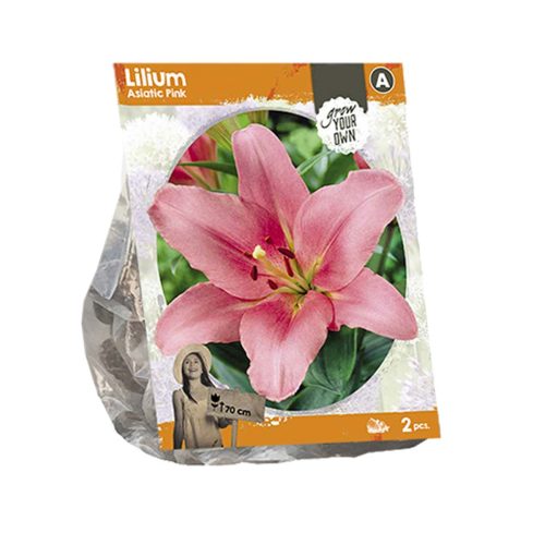 Lilium Asiatic Pink — pack of 2