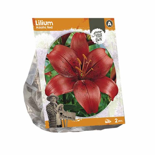 Lilium Asiatic Red — pack of 2