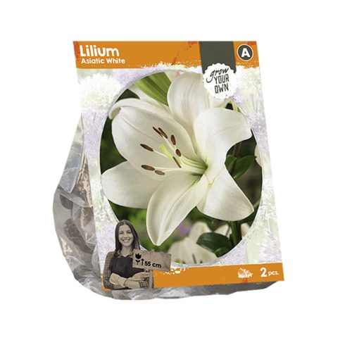 Lilium Asiatic White — pack of 2