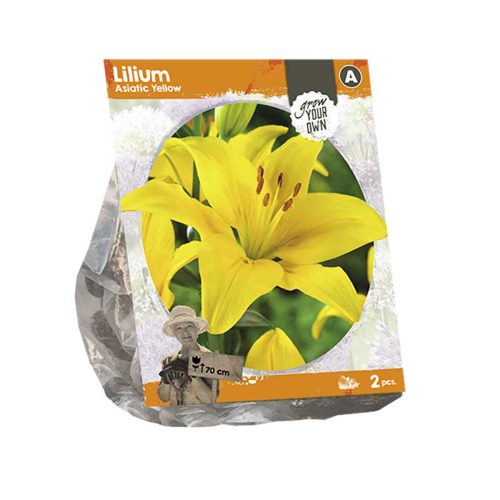 Lilium Asiatic Yellow — pack of 2
