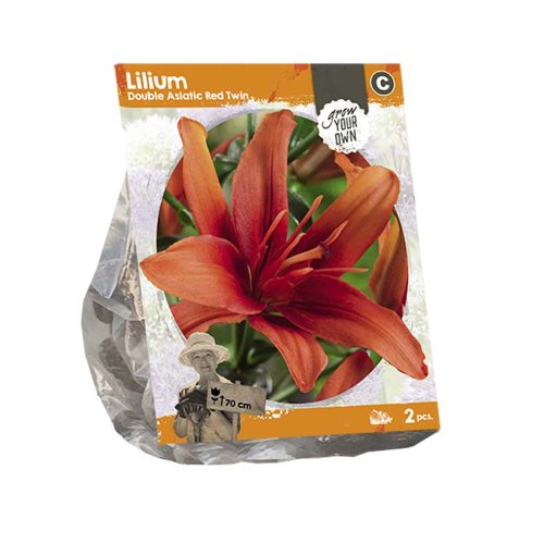 Lilium Double Asiatic 'Red Twin' — pack of 2