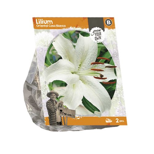 Lilium Oriental 'Casa Blanca' — pack of 2