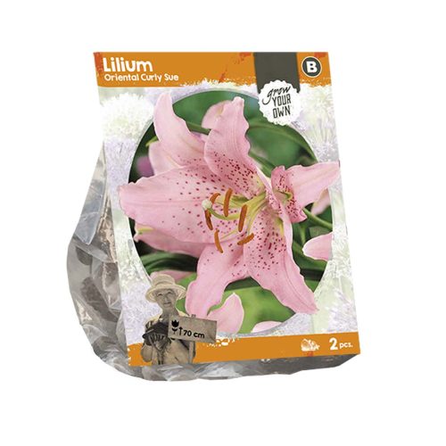 Lilium Oriental 'Curly Sue' — pack of 2