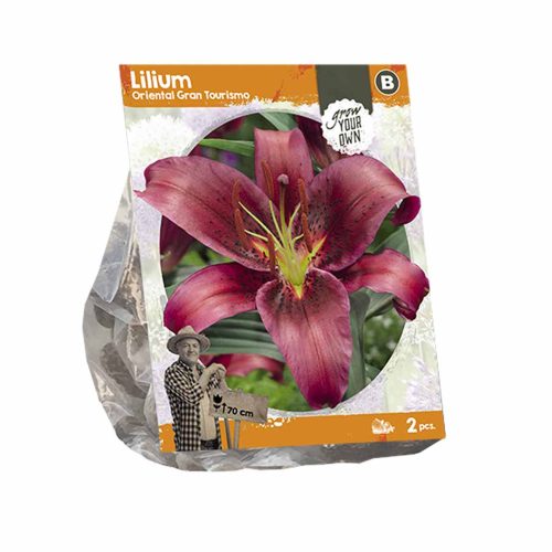Lilium Oriental 'Gran Tourismo' — pack of 2